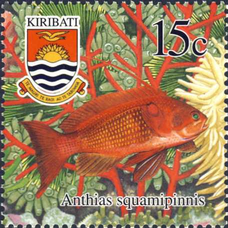Anthias squamipinnis Anthias squamipinnis
