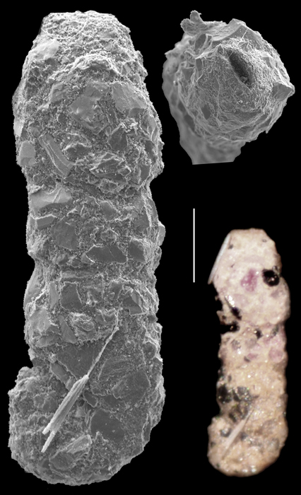 Ammobaculites agglutinans