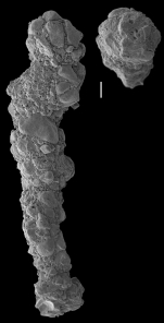 Ammobaculites crassaformis