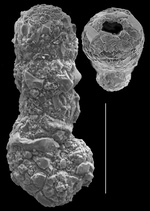 Ammobaculites exiguus