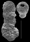 Ammobaculites exiguus