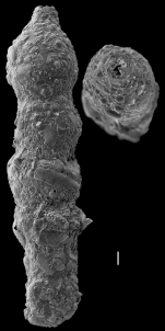 Ammobaculites reophaciformis