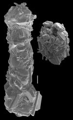 Ammobaculites villosus