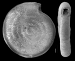 Ammodiscus pacificus