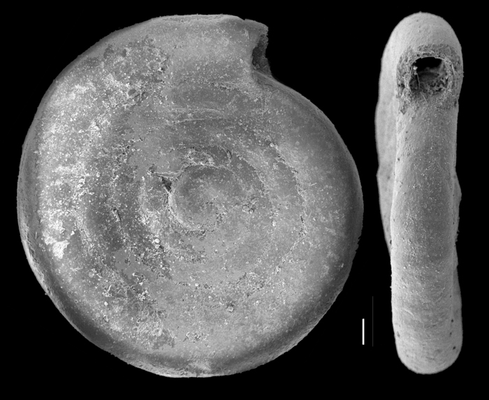Ammodiscus pacificus