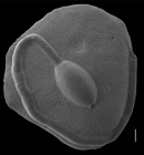 Ammolagena clavata