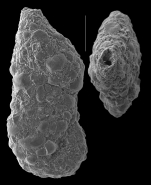 Ammomarginulina ensis