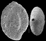 Ammomassilina alveoliniformis