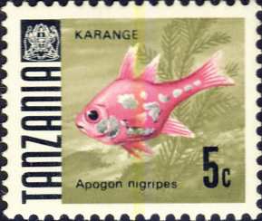 Apogon nigripes