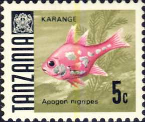 Apogon nigripes Apogon nigripes