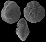 Ammonia convexa