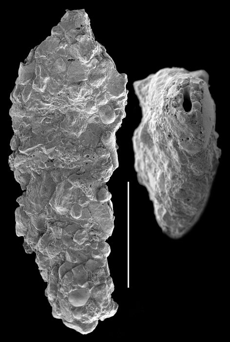 Ammoscalaria compressa