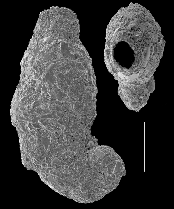 Ammotium salsum Ammotium salsum