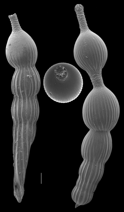 Amphicoryna scalaris Amphicoryna scalaris