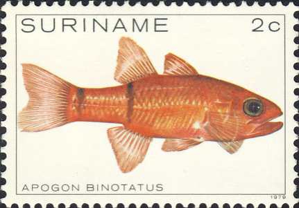 Apogon binotatus Apogon binotatus