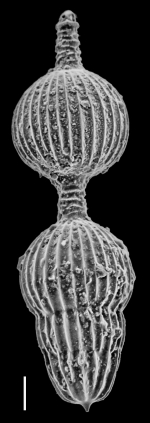 Amphicoryna separans