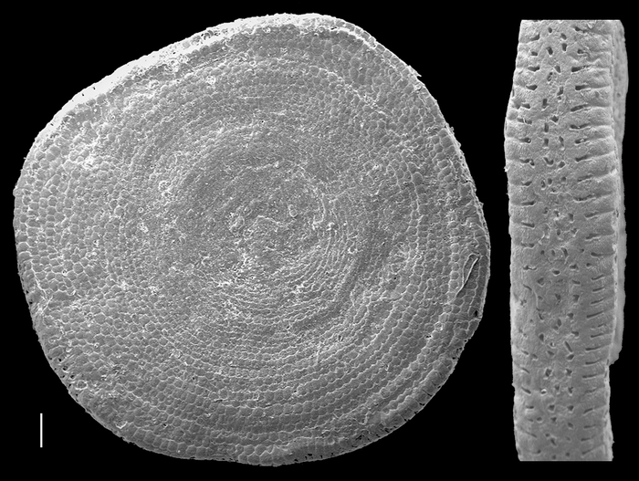 Amphisorus sauroensis