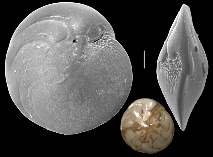 Amphistegina bicirculata