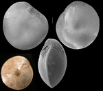 Amphistegina lobifera