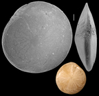 Amphistegina radiata