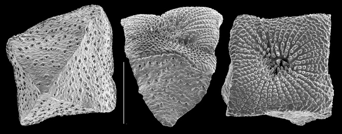 Angulodiscorbis pyramidalis