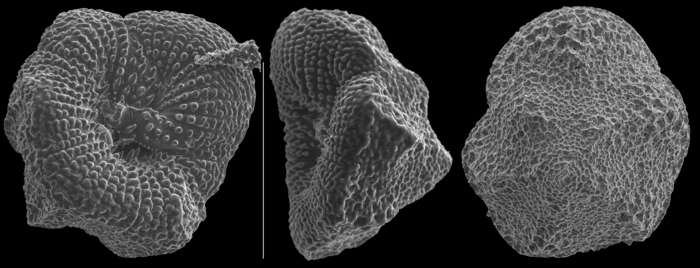 Angulodiscorbis tobagoensis