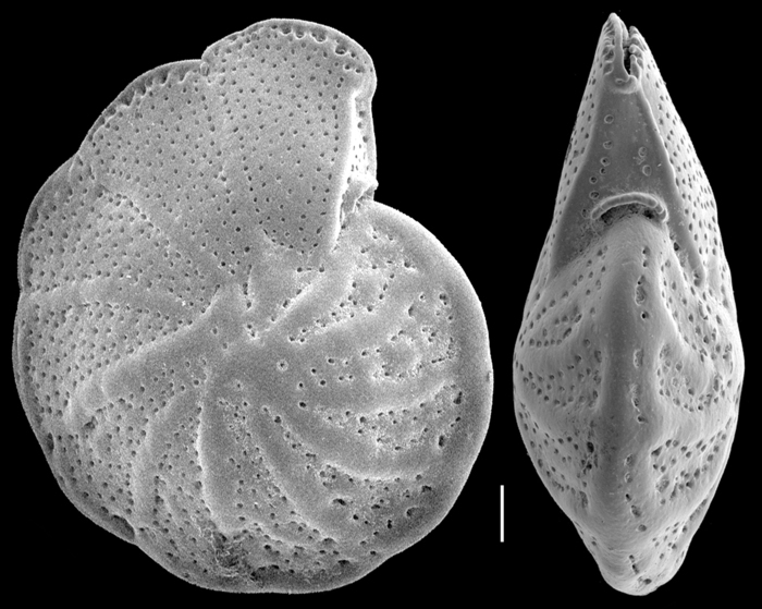 Anomalinella rostrata Anomalinella rostrata