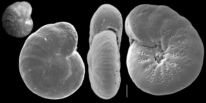 Anomalinoides colligerus Anomalinoides colligerus