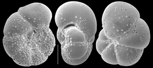 Anomalinoides semicribratus