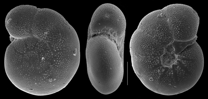 Anomalinulla glabrata