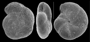 Arenoparrella mexicana