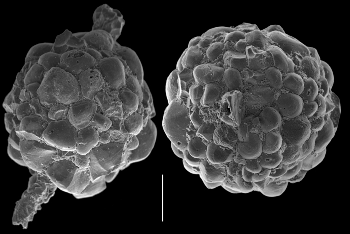 Armorella sphaerica Armorella sphaerica