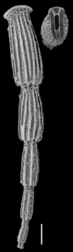 Articulina alticostata