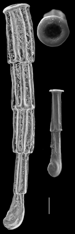 Articulina queenslandica