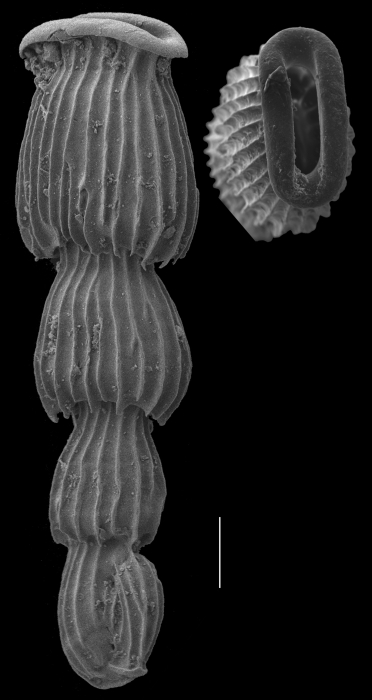 Articulina sagra Articulina sagra
