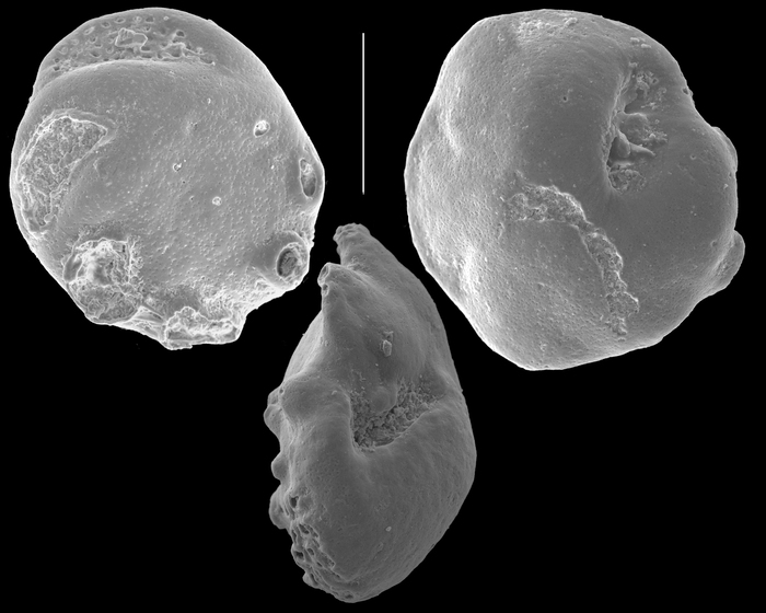 Asanonella tubulifera