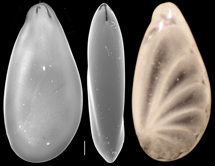 Astacolus crepidulus Astacolus crepidulus