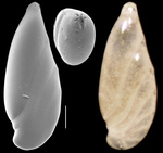 Astacolus neomulticamerata