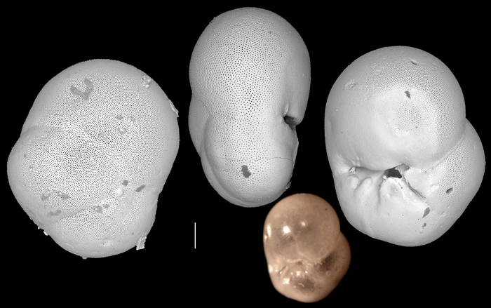 Baggina philippinensis