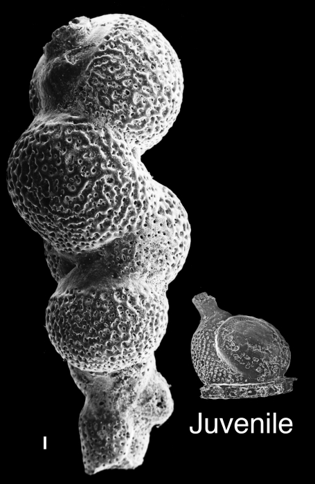 Biarritzina proteiformis Biarritzina proteiformis