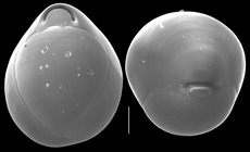 Biloculinella globula