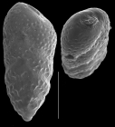 Bolivina doniezi