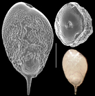 Bolivina robusta