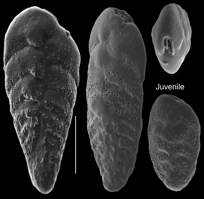 Bolivina spathulata Bolivina spathulata