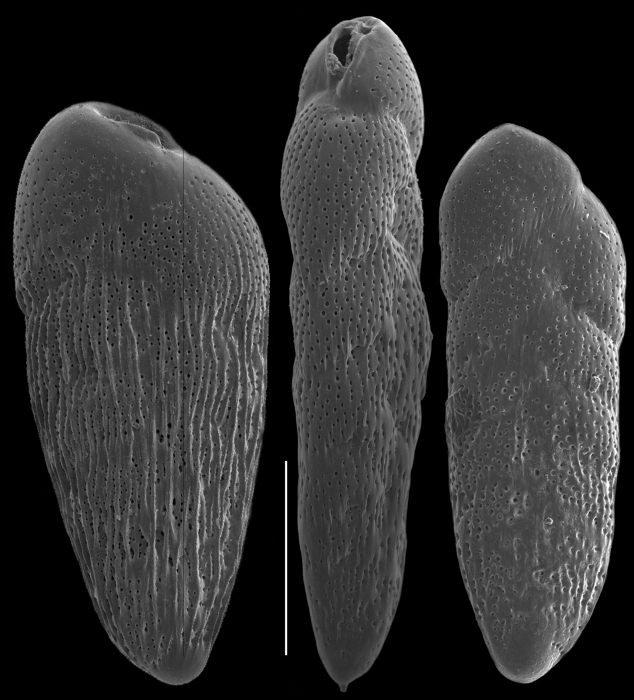 Bolivina striatula Bolivina striatula