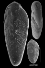 Bolivina vadescens