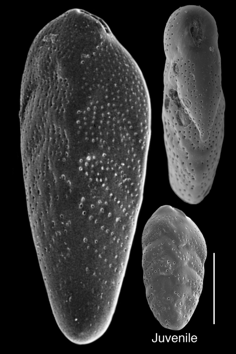 Bolivina vadescens