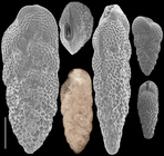 Bolivina variabilis