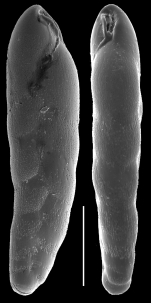 Bolivinellina pescicula