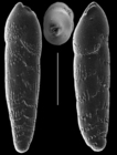 Bolivinellina transluscens
